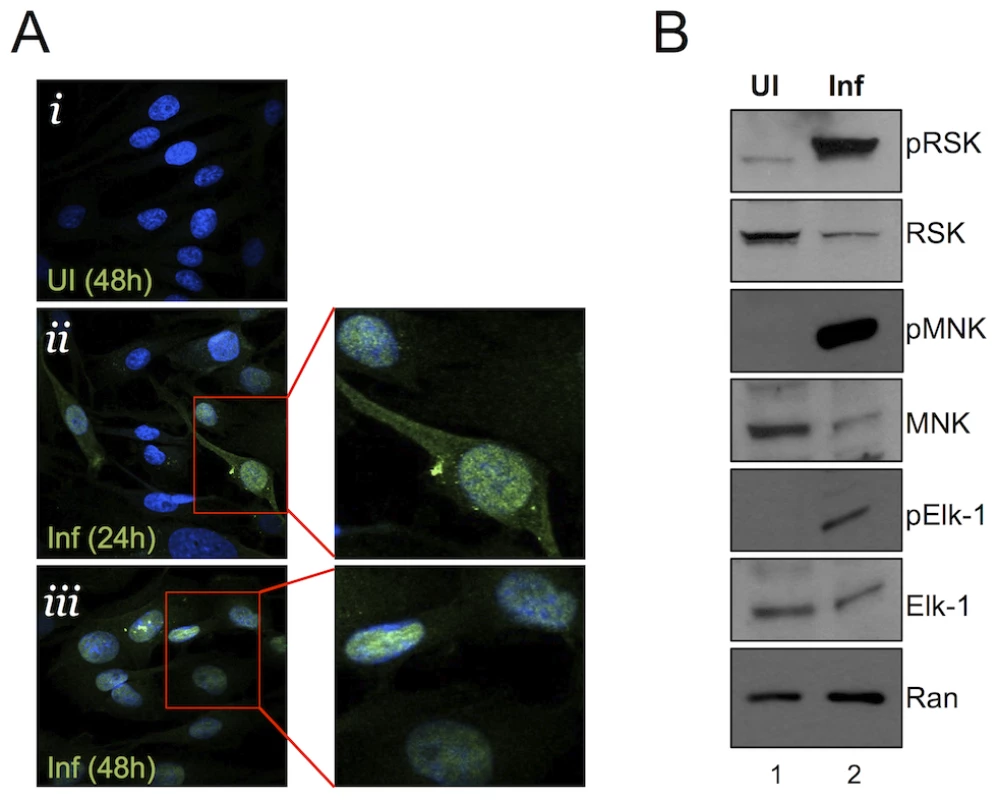 Nuclear localization of pERK with persistent phosphorylation of nuclear and cytoplasmic ERK targets.