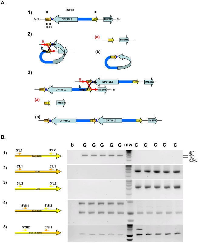 Strategy and validation of the detection of <i>DPY19L2</i> recombined alleles by PCR.