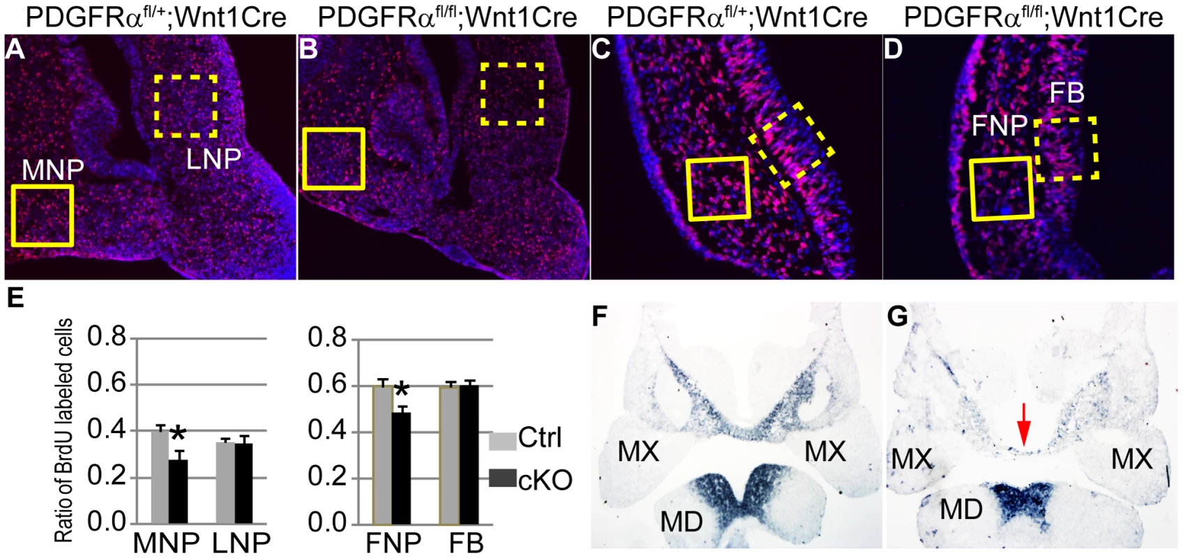 PDGFRα is essential to maintain cell proliferation and gene expression of MNP.