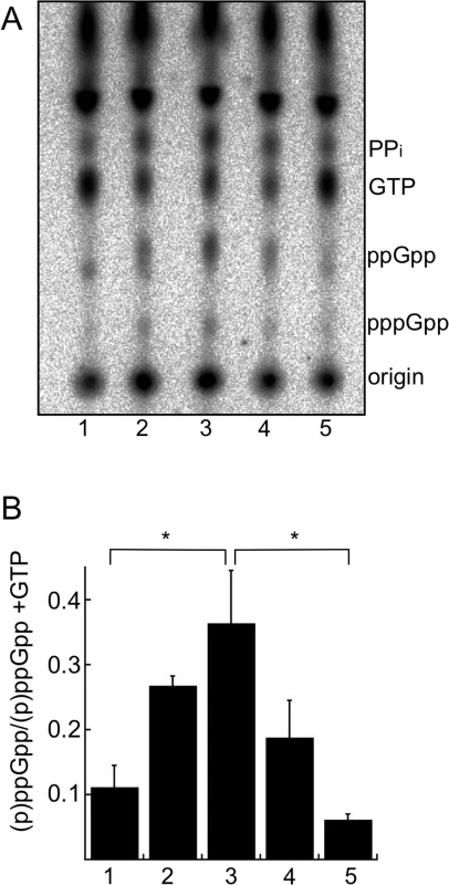 Starvation of <i>B</i>. <i>burgdorferi</i> in RPMI increases (p)ppGpp levels.