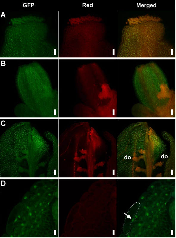 Detection of the AP1-GFP protein in <i>hua1 pep</i> gynoecia.