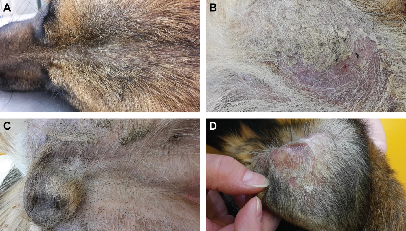 Clinical phenotype of the affected German Shepherd.