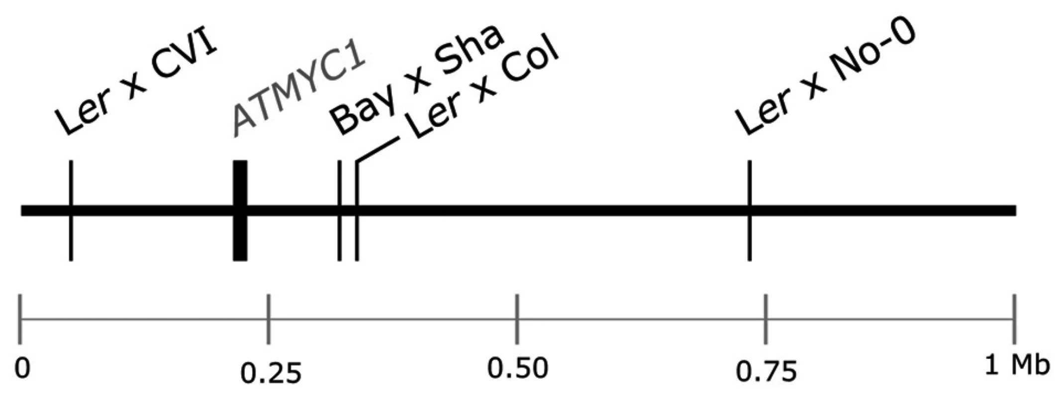 Schematic of the top 1 Mb of the physical map of chromosome four of <i>A. thaliana</i>.