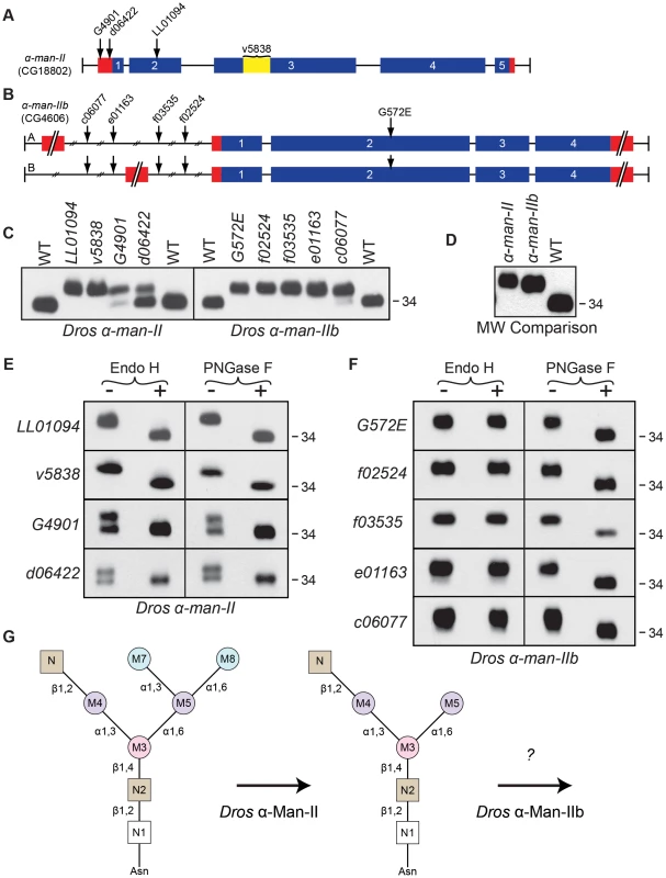 <i>Drosophila</i> α-Man-II functions upstream from α-Man-IIb during Rh1 deglycosylation.