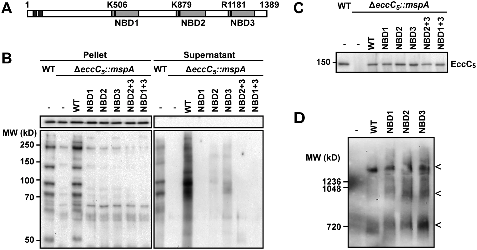 Role of NBDs domains of EccC5 in ESX-5 dependent secretion and membrane complex assembly.