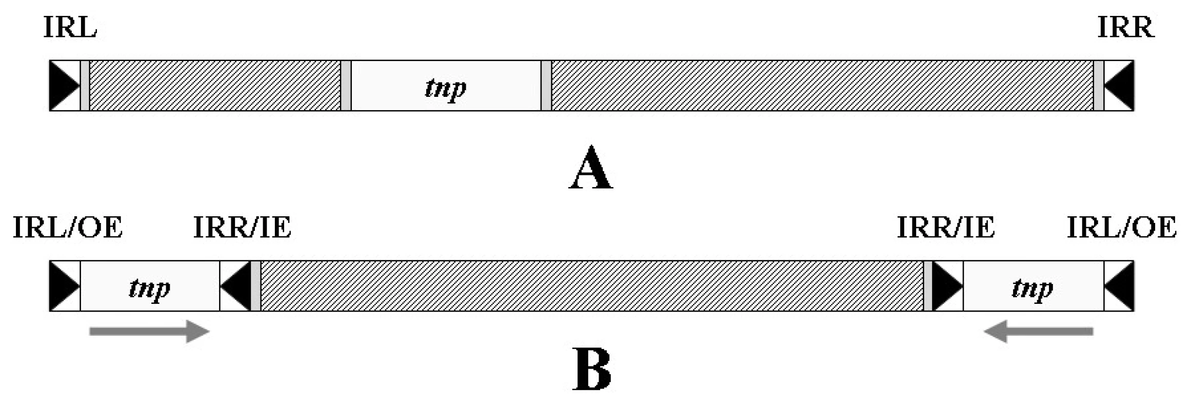 Transpozon. A – Obecná struktura transpozonu, tnp –
gen transposázy, IRL – invertovaná repetice levá, IRR – invertovaná
repetice pravá; B – kompozitní transpozon se dvěma
opačně orientovanými inserčními sekvencemi na koncích, OE
– vnější konec, IE – vnitřní konec. Šrafovaně jsou vyznačena
místa obsahující genetickou informaci nepotřebnou k transpozici
transpozonu (např. geny rezistence).
&lt;b&gt;Fig. 5.&lt;/b&gt; Transposon. A – General structure of the transposon,
tnp – transposase gene, IRL – inverted repeatleft, IRR –
inverted repeat right; B – composite transposon with two terminal
inverted insertion sequences, OE – outer end, IE –
inner end. There are shaded the parts containing genetic
information that is not needed for the transposition of transposon
(e.g. resistance genes).