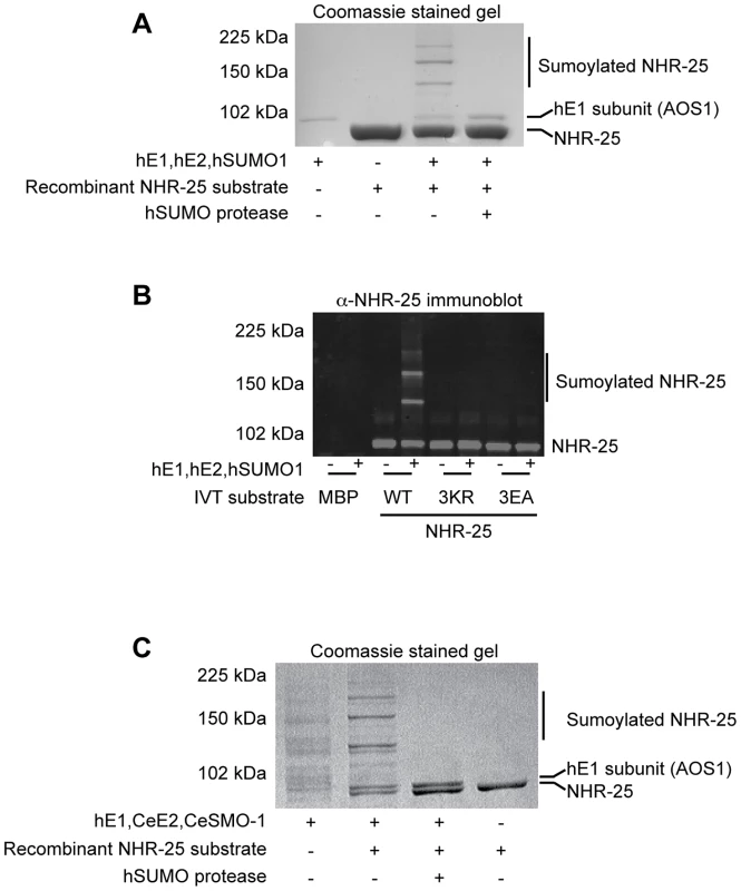 <i>In vitro</i> sumoylation of NHR-25.