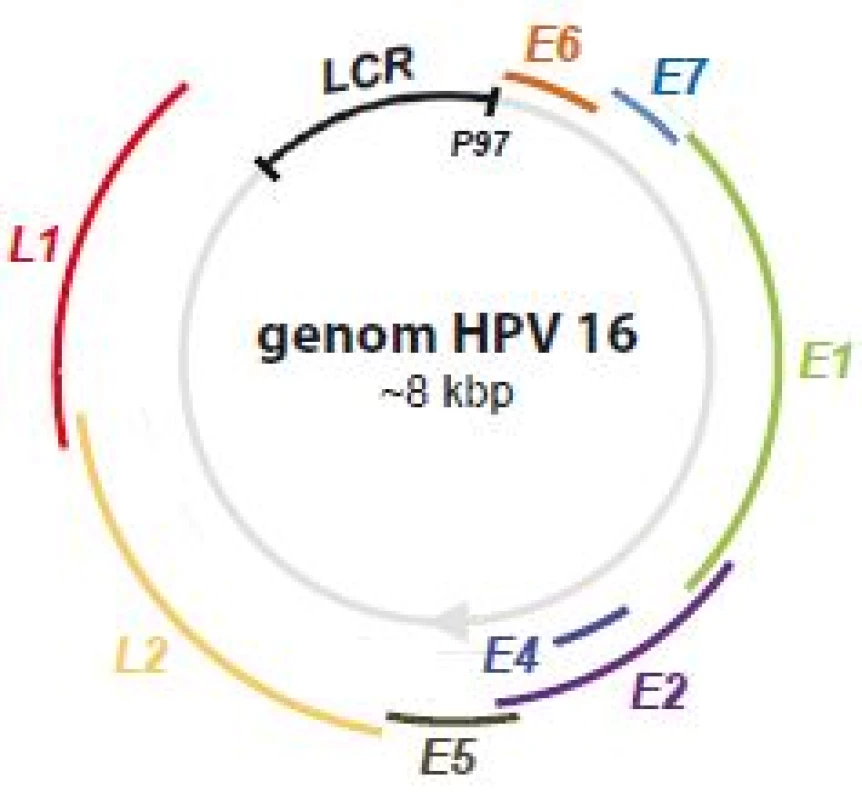Genom HPV 16.