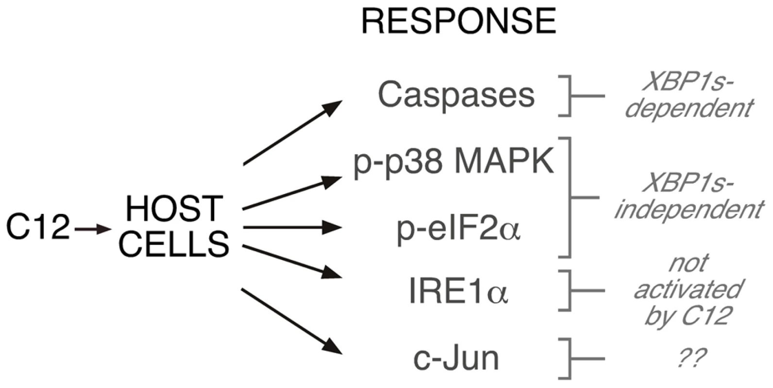 Role of XBP1s in C12-mediated cellular responses.