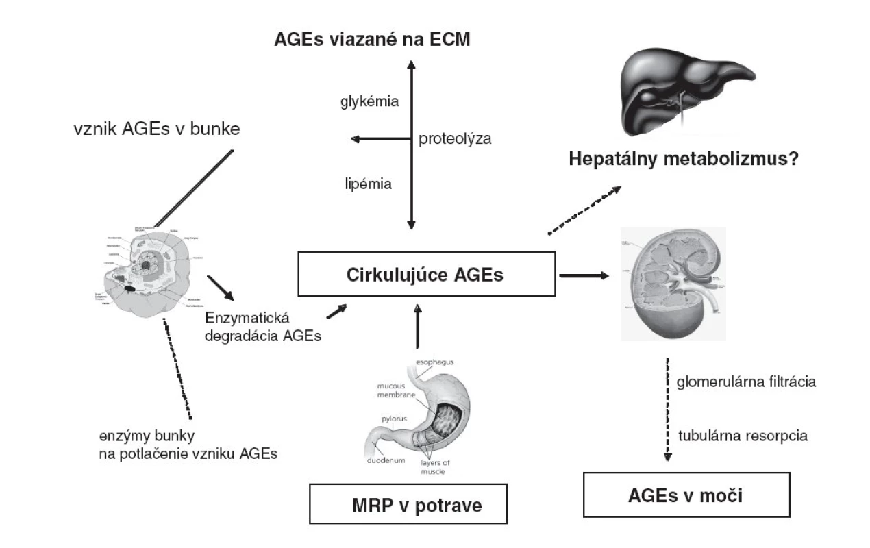 Metabolizmus AGEs v organizme a ich vylučovanie.
(AGEs - advanced glycation end products, produkty pokročilej glykácie, MRP – Maillard reaction products, produkty Maillardovej reakcie, ECM – extracelulárna matrix)
Koncentrácia cirkulujúcich AGEs je podmienená ich vznikom v telesných tekutinách a tkanivách, väzbou na extracelulárnu hmotu, prívodom MRP v strave a ich elimináciou formou enzymatickej degradácie, renálnej exkrécie ako i možného (zatiaľ diskutovaného) hepatálneho metabolizmu.