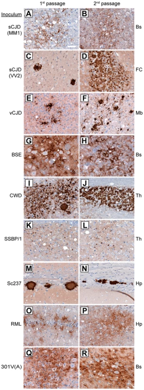 Patterns of cerebral PrP<sup>Sc</sup> deposition in Tg(M109) mice inoculated with diverse prion isolates.