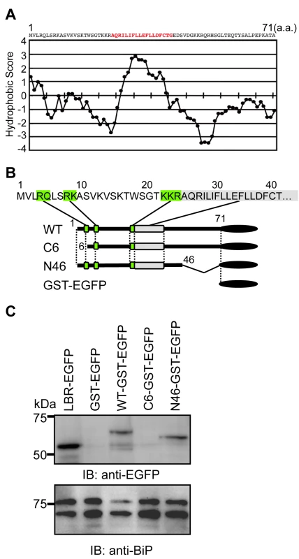 The N-terminus of agnoprotein is necessary for targeting to the ER.