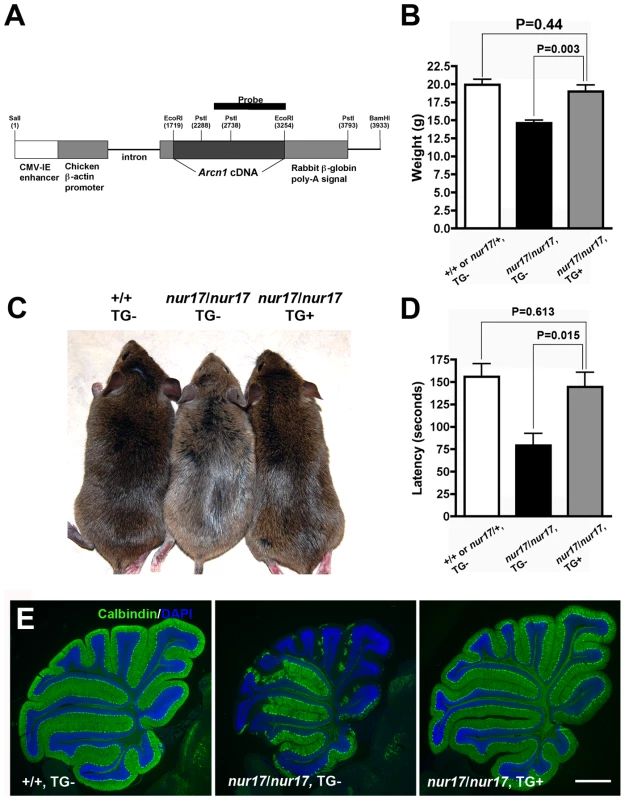 Phenotypes of <i>nur17</i> mice are rescued by wild-type <i>Arcn1</i>.