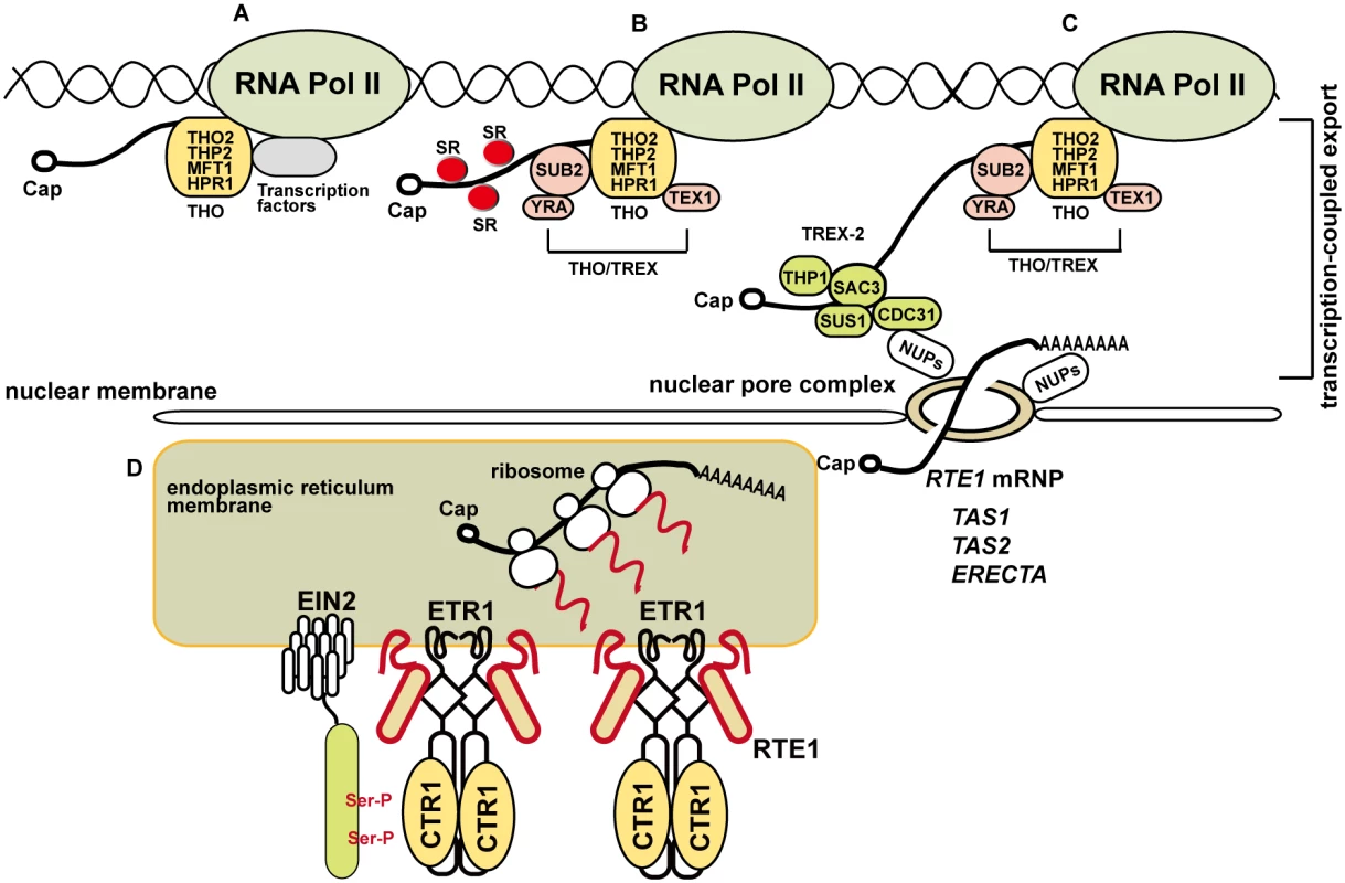 A model for the involvement of the THO/TREX complex component HPR1 in <i>RTE1</i> transcription and ethylene signaling regulation.