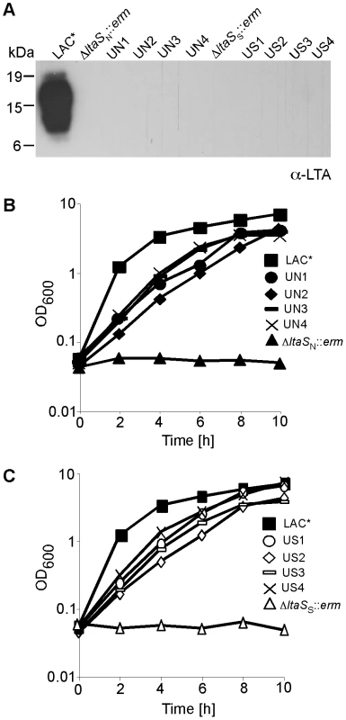 Growth and LTA production of CA-MRSA LAC* and LAC*Δ<i>ltaS</i> strains.