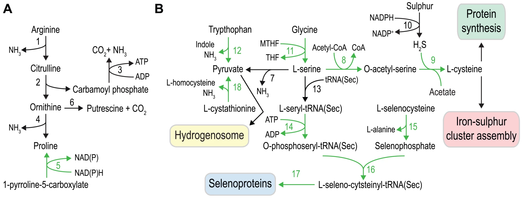Amino acid metabolism in <i>S. salmonicida</i>.