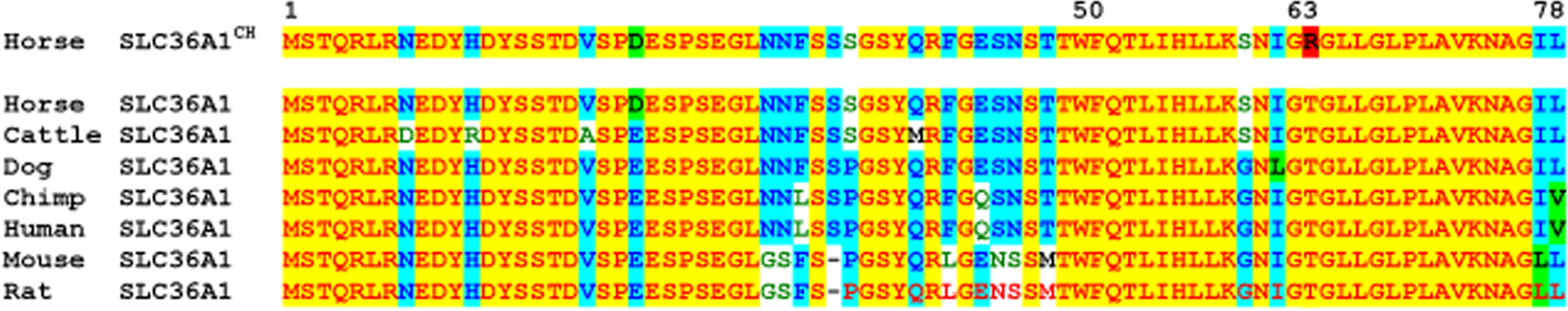 Seven Species Protein Sequence Alignment for <i>SLC36A1</i> exons 1 and 2.