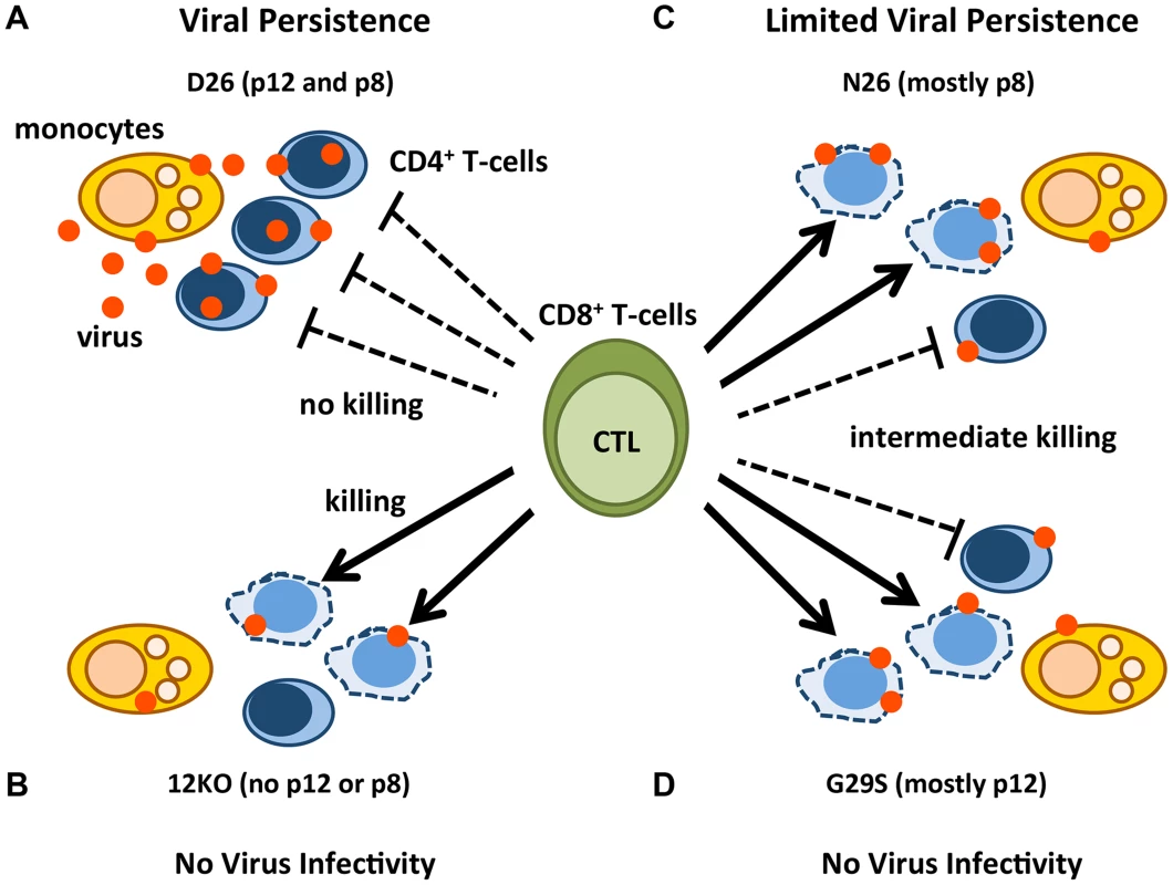 Model of p12 and p8 functions on monocyte, T-cell infection, and their susceptibility to CTL killing.