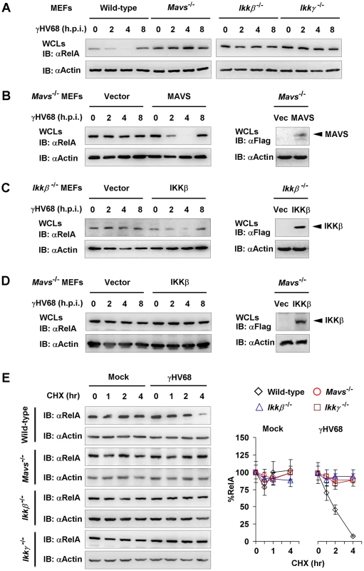 γHV68 infection induces transient RelA degradation in a MAVS- and IKKβ-dependent manner.