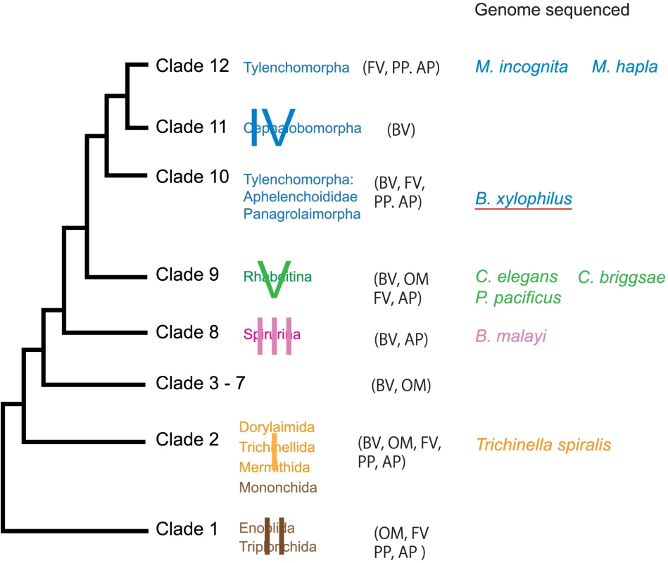 Major taxonomic groups of the phylum Nematoda and species whose genomes sequenced.