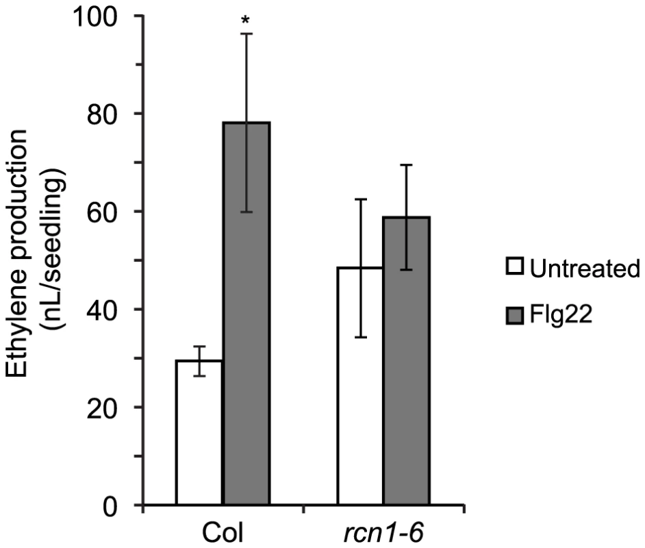 Flg22-induced ethylene production is reduced in <i>rcn1</i> seedlings.