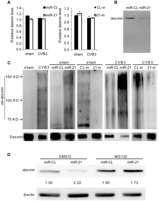 miR-21 promotes desmin degradation through the ubiquitin-proteasome pathway.