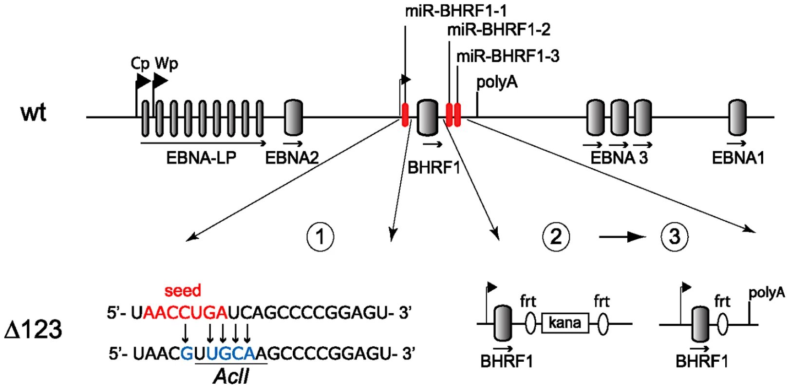 Construction of the BHRF1 miRNA viral mutant.