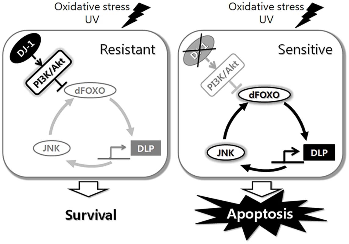 Schematic representation of the role of <i>Drosophila</i> DJ-1 in the cellular response to oxidative stress or UV.