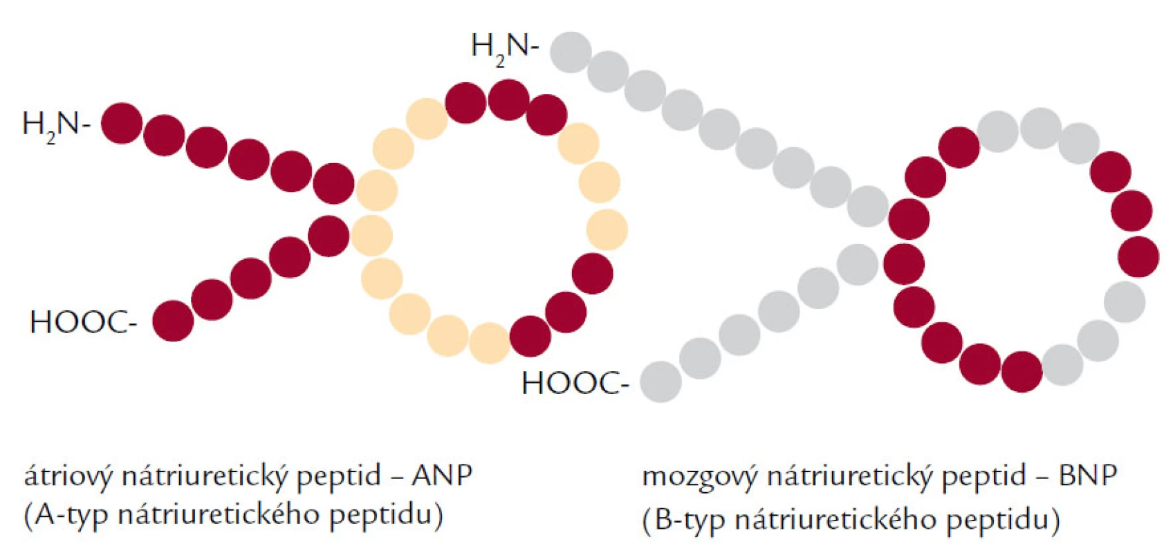 Štruktúra natriuretických peptidov – ANP a BNP.