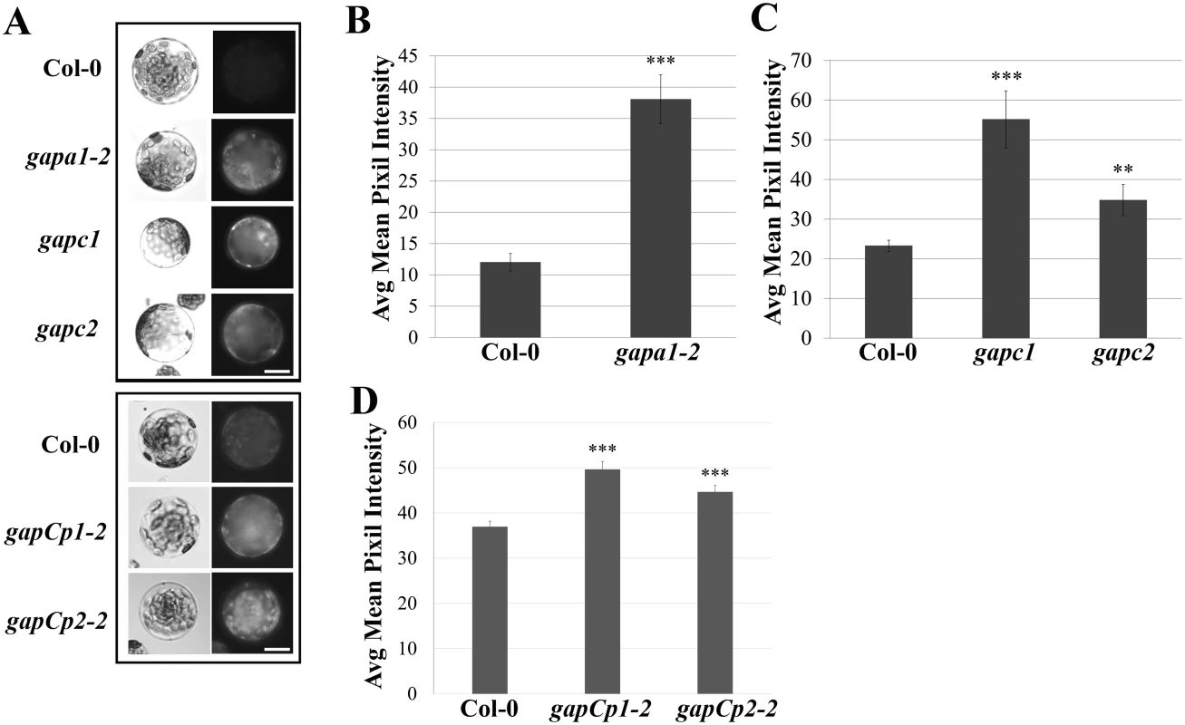 <i>GAPDH</i> knockout lines exhibit an increase in basal intracellular ROS.