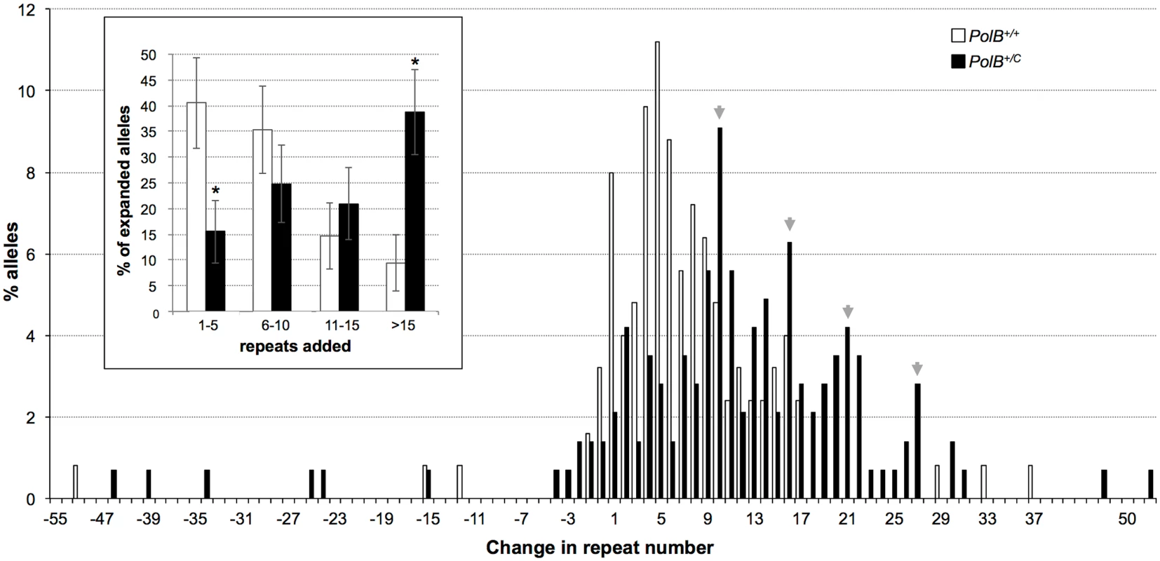 The effect of heterozygosity for the <i>PolBC</i> mutation on the distribution of repeat number changes seen in the gametes of 11-month-old male mice.