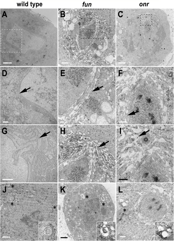 Defects in morphology and ultrastructure of parafusorial membranes and Golgi bodies in <i>fun</i> and <i>onr</i> mutant cells.