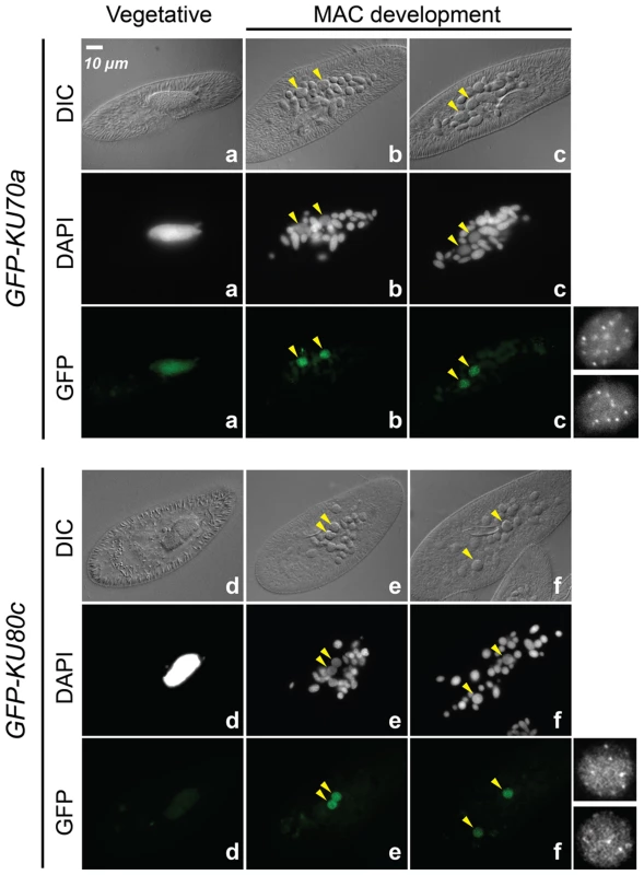 Nuclear localization of GFP-Ku fusions during autogamy.