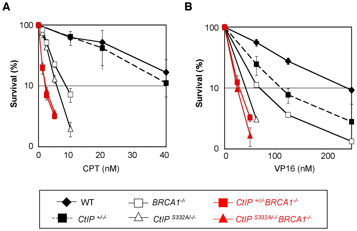 Epistasis analysis of BRCA1 and CtIP in cellular tolerance to topoisomerase inhibitors.