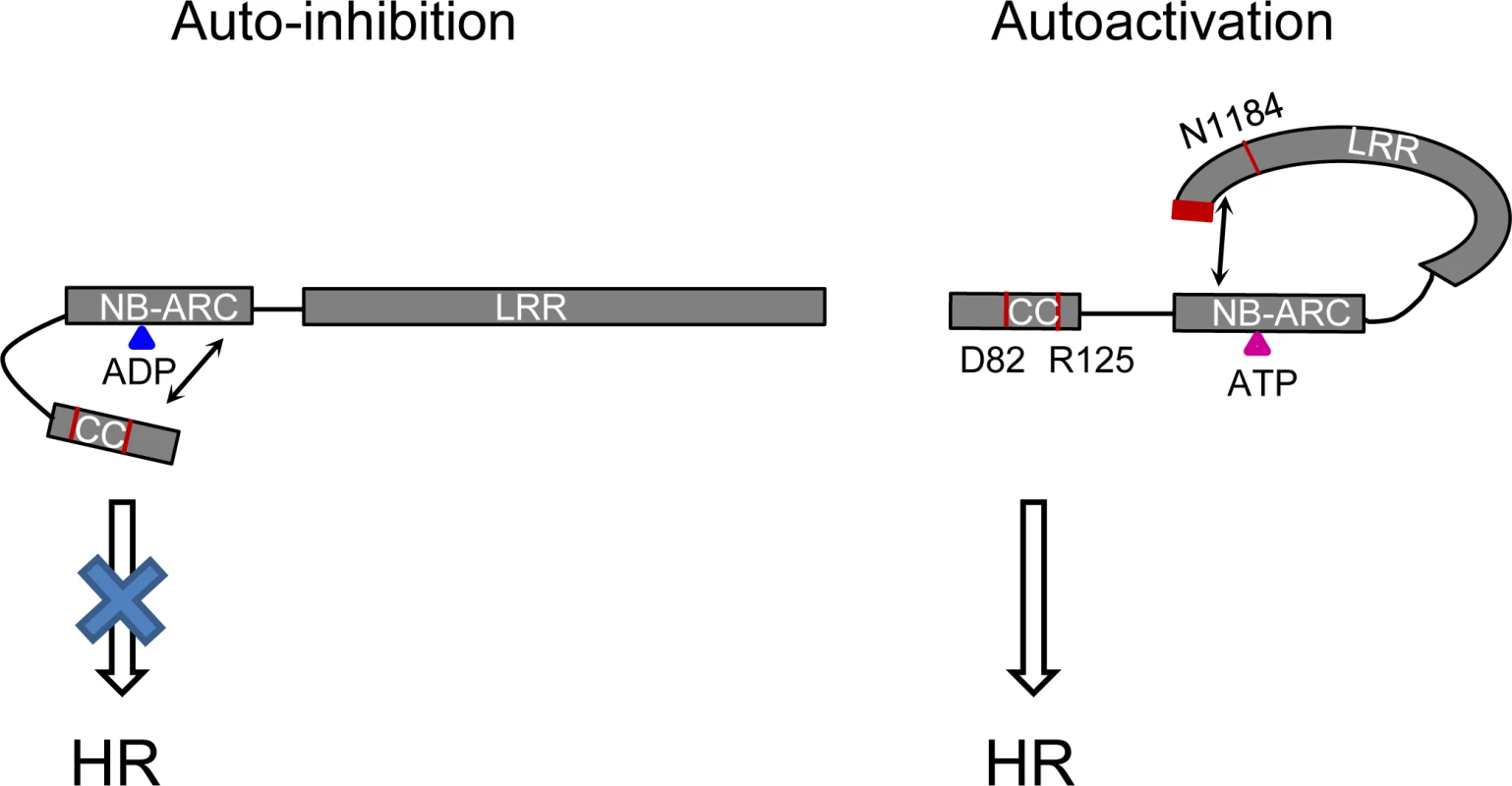 Model of the intra-molecular interactions controlling auto-inhibition or auto-activation in Rp1 proteins.