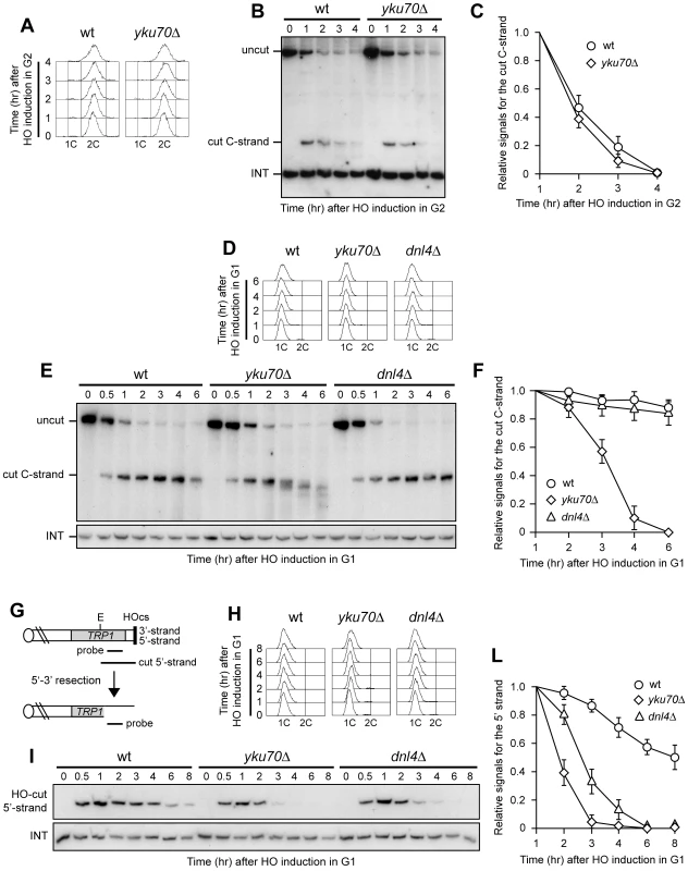 Yku inhibits resection at a de novo telomere specifically in G1.