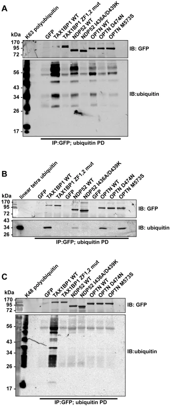 Binding of TAX1BP1, NDP52 and optineurin to different ubiquitin chain types.