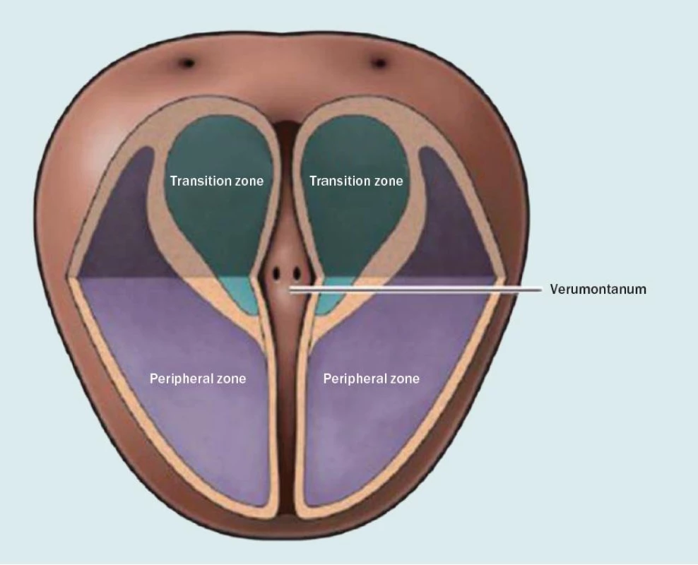 Tranzitorní zóna prostaty [3].