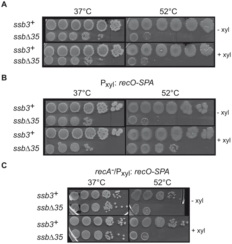 RecO overexpression suppresses temperature-sensitive growth of <i>ssbΔ35</i> cells.