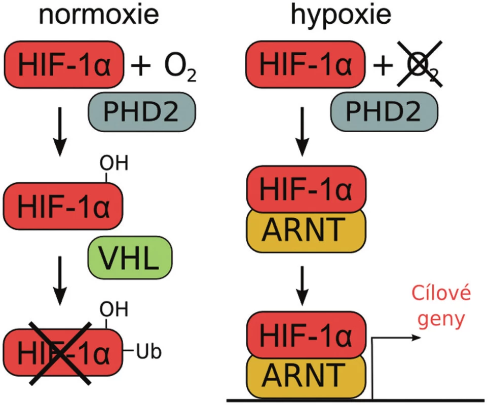Schéma regulace aktivity HIF-1α podjednotky za rozdílné koncentrace kyslíku v buňce. Za normoxie je HIF-1α hydroxylován hydroxylázou PHD2 a označen pomocí VHL k degradaci. Za hypoxických podmínek dimerizuje HIF-1 α s ARNT a spouští expresi cílových genů.