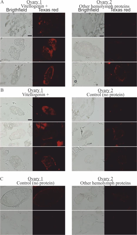 The localization of fluorescently-labeled bacterial fragments in cryo-sectioned honey bee queen ovaries incubated in the presence of pure Vg, in the presence of hemolymph proteins other than Vg, and in the absence of any externally provided protein.