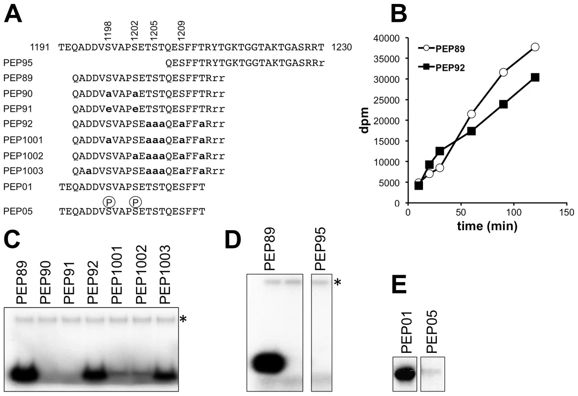 <i>In vitro</i> phosphorylation of peptides corresponding to the Elp1 C-terminal region by Hrr25.