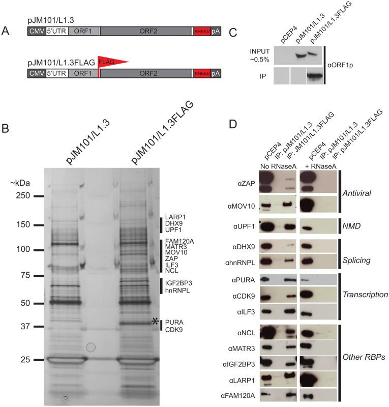 The identification of host proteins immunoprecipitated with L1 ORF1p-FLAG.