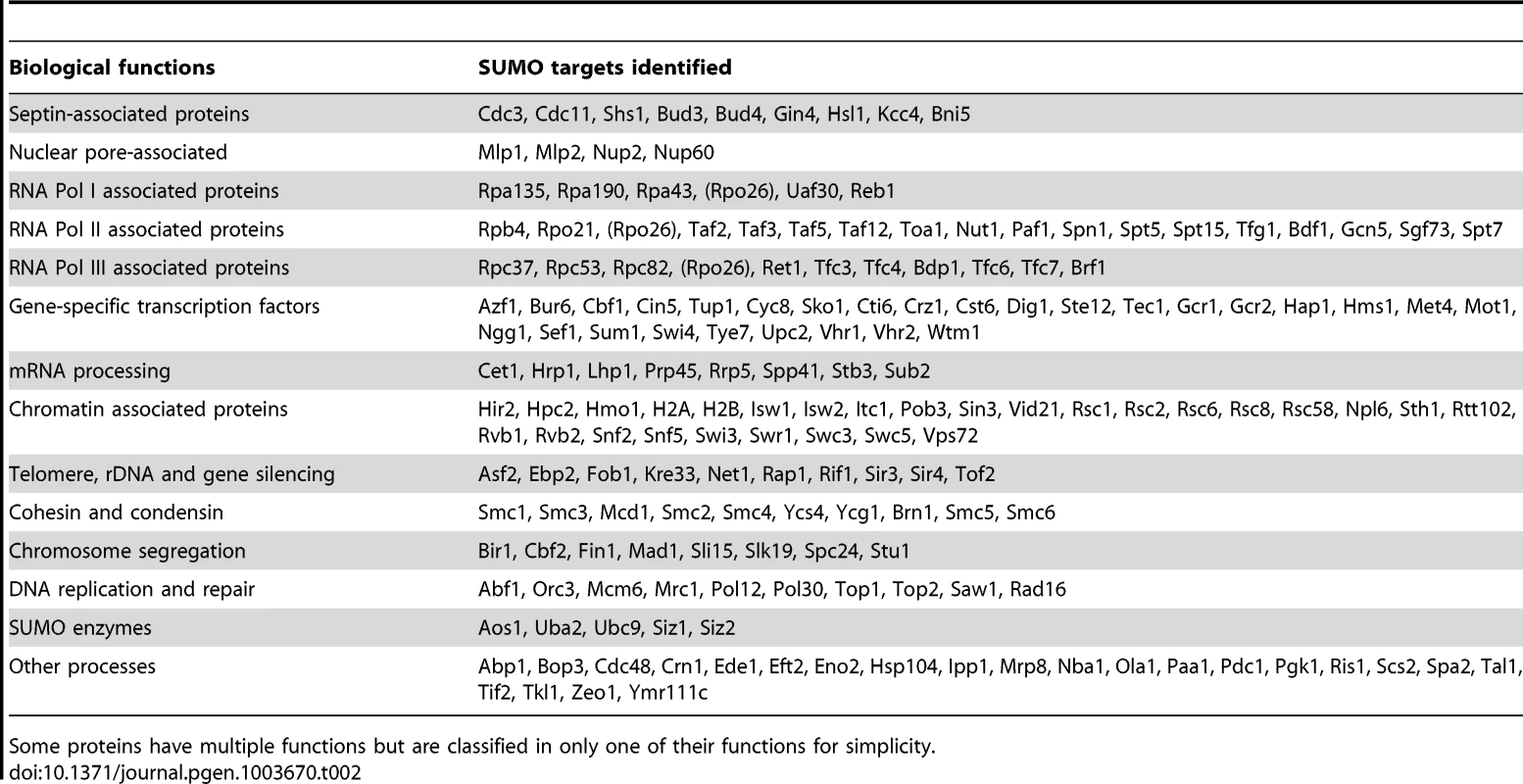 A summary of 176 sumoylated proteins identified from two replicate MS experiments (see text for details).