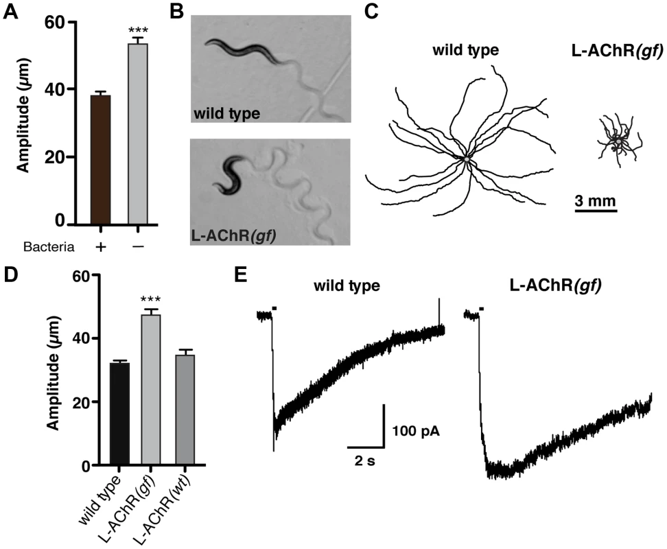 Enhanced L-AChR function increases neuromuscular signaling and alters the <i>C. elegans</i> locomotory pattern.