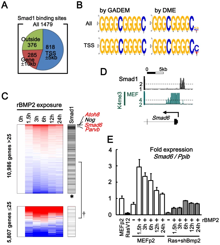 Smad1 targets in MEF, analyzed by ChIP-sequencing.