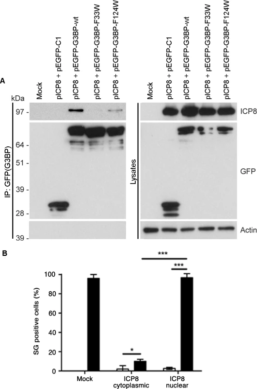 An FGDF motif in HSV-1 ICP8 binds G3BP and inhibits SGs.