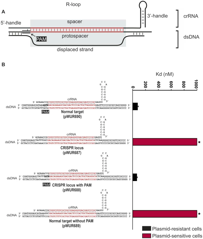 Potential base pairing between the crRNA repeat regions and protospacer flanking regions does not affect CRISPR-interference.