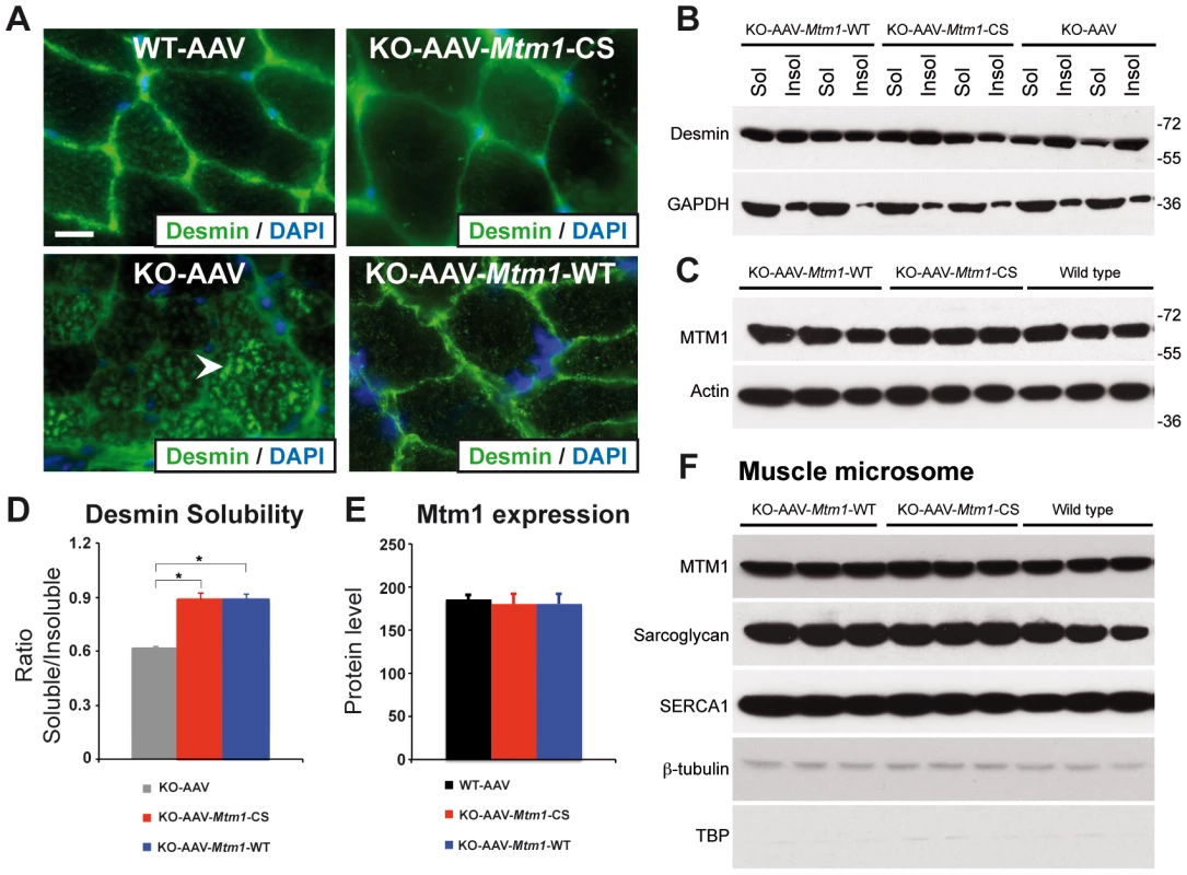 The phosphatase-dead C375S myotubularin mutant injection in <i>Mtm1</i>-KO muscle restores normal desmin expression and localization.