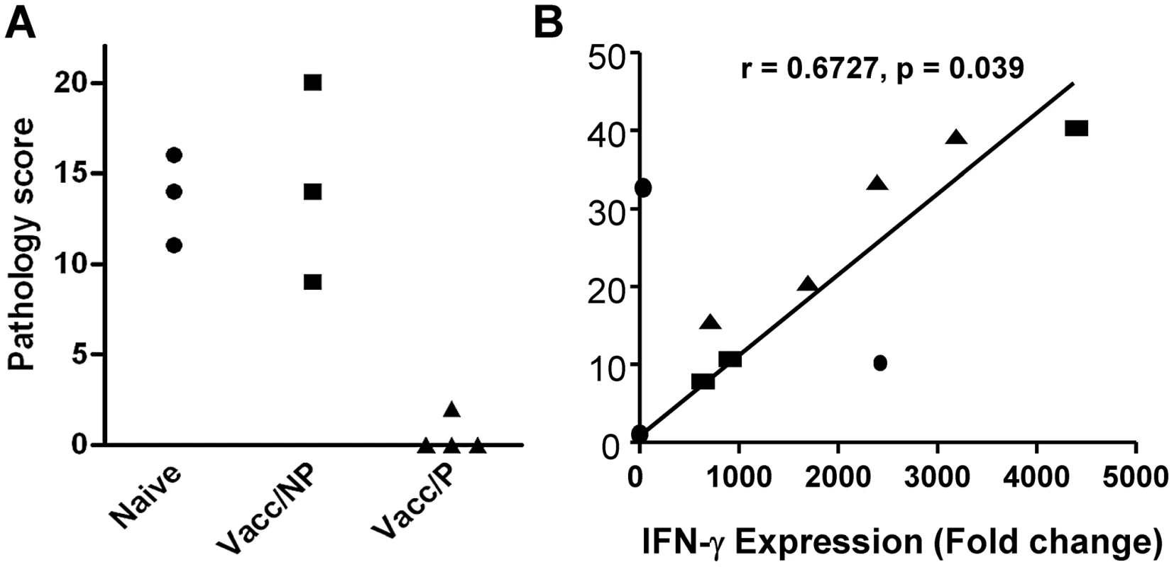 Protection and <i>in vitro</i> IFN-γ responses prior to challenge.